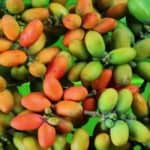 Daftar Manfaat Kulit Melinjo untuk Kesehatan