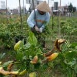 Musim Hujan dan Ekosistem: