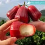 Manfaat Jambu Air Buah Kaya Air dan Vitamin
