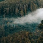 Potensi Sumber Daya Hutan Indonesia dan Upaya Pelestariannya